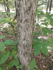 Ostrya virginiana, photograph (c) Tom Norton, some rights reserved (CC BY)
