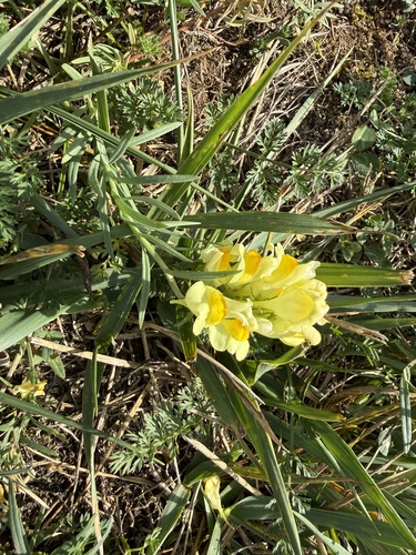 common toadflax