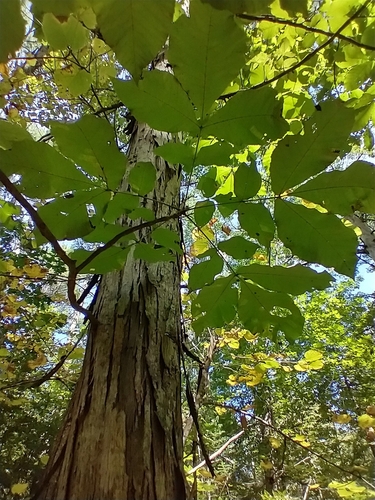 Carya ovata, photograph 1