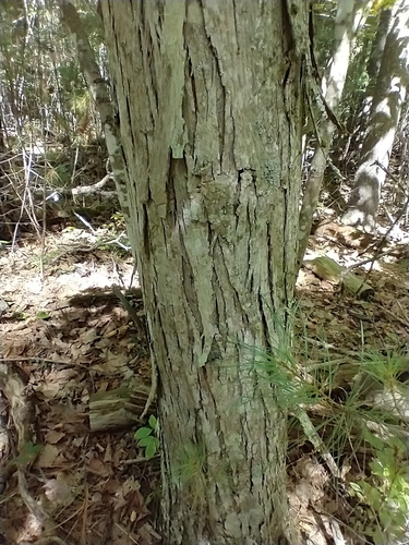 Carya ovata, photograph 2
