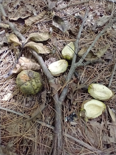 Carya ovata, photograph 3