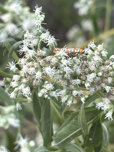 Ailanthus Webworm Moth