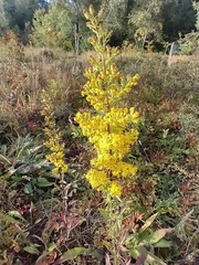 Solidago puberula, photograph (c) Tom Norton, some rights reserved (CC BY)
