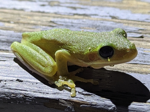 Green Treefrog