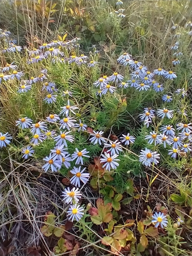 Ionactis linariifolia