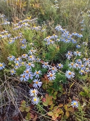 Ionactis linariifolia
