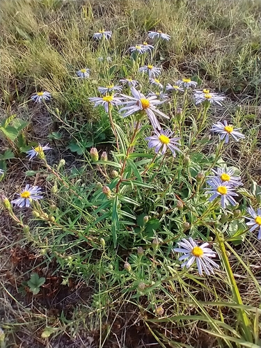 Ionactis linariifolia, photograph 2