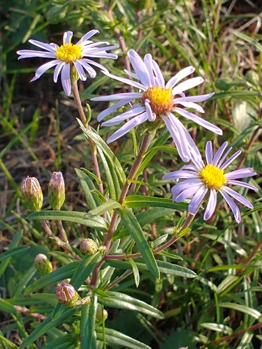 Ionactis linariifolia, photograph 3