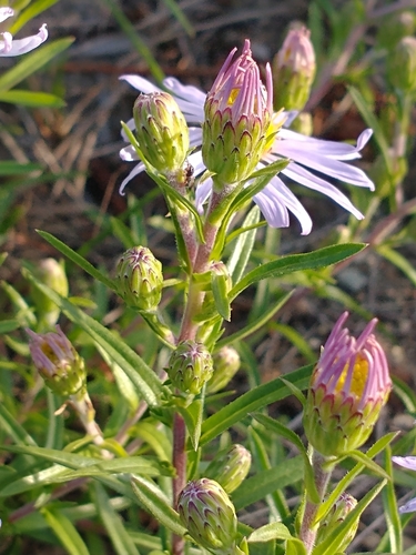 Ionactis linariifolia, photograph 4