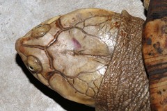 Pelomedusa