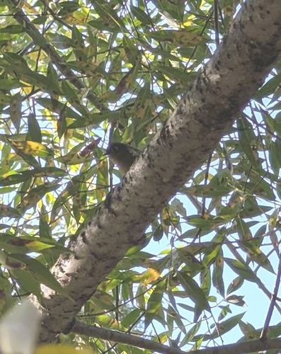 Ruby-crowned Kinglet