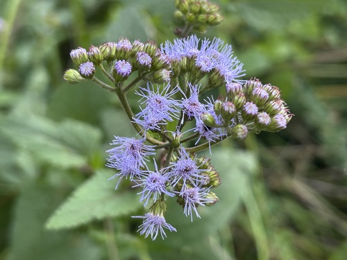 blue mistflower