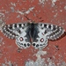 Parnassius orleans - Photo (c) raylei, some rights reserved (CC BY-NC-ND)