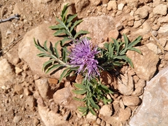 Carthamus mitissimus