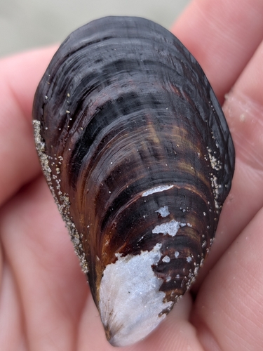 California Mussel