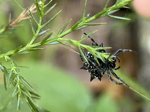 Spinybacked Orbweaver
