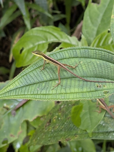 Krug's Anole