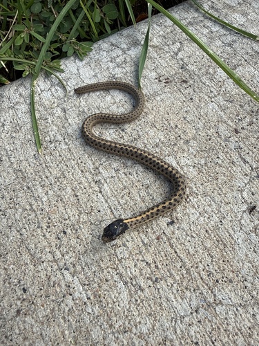 Wandering Garter Snake