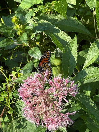Monarch