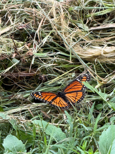 Viceroy