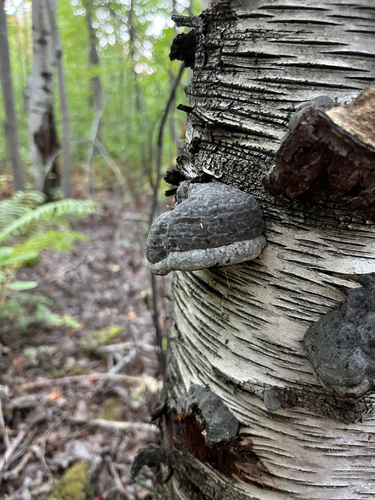 Tinder Polypore
