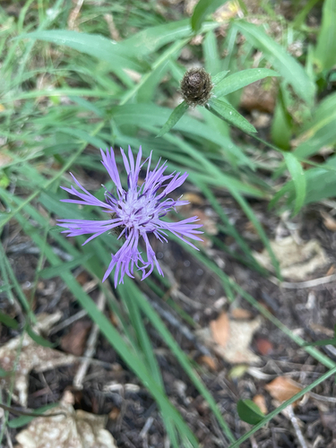 Cornflower