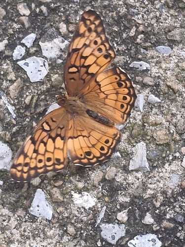 Variegated Fritillary