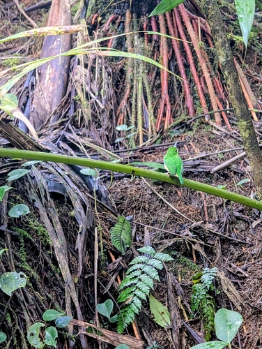 Puerto Rican Tody