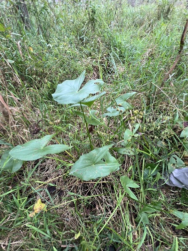 Sagittaria brevirostra, 2026-09-22