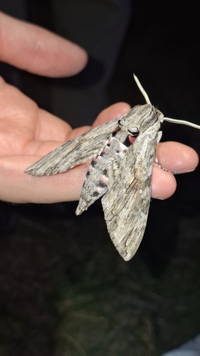Convolvulus Hawkmoth