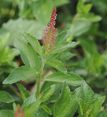 Acalypha phleoides, photograph (c) Wendy McCrady, some rights reserved (CC BY)