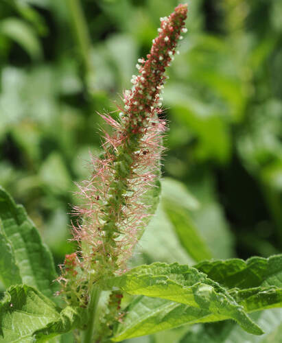 Acalypha phleoides, photograph 3