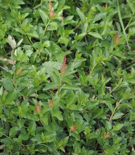 Acalypha phleoides, photograph 2