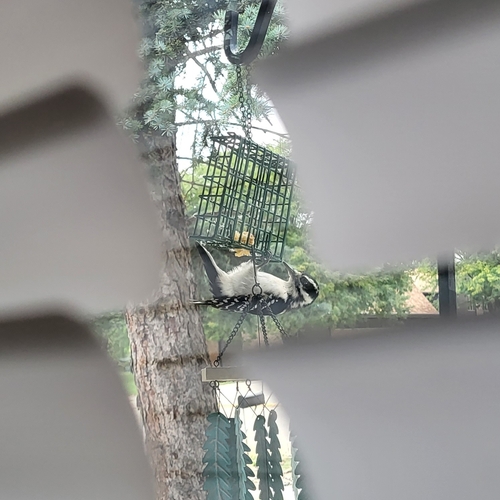 Hairy Woodpecker