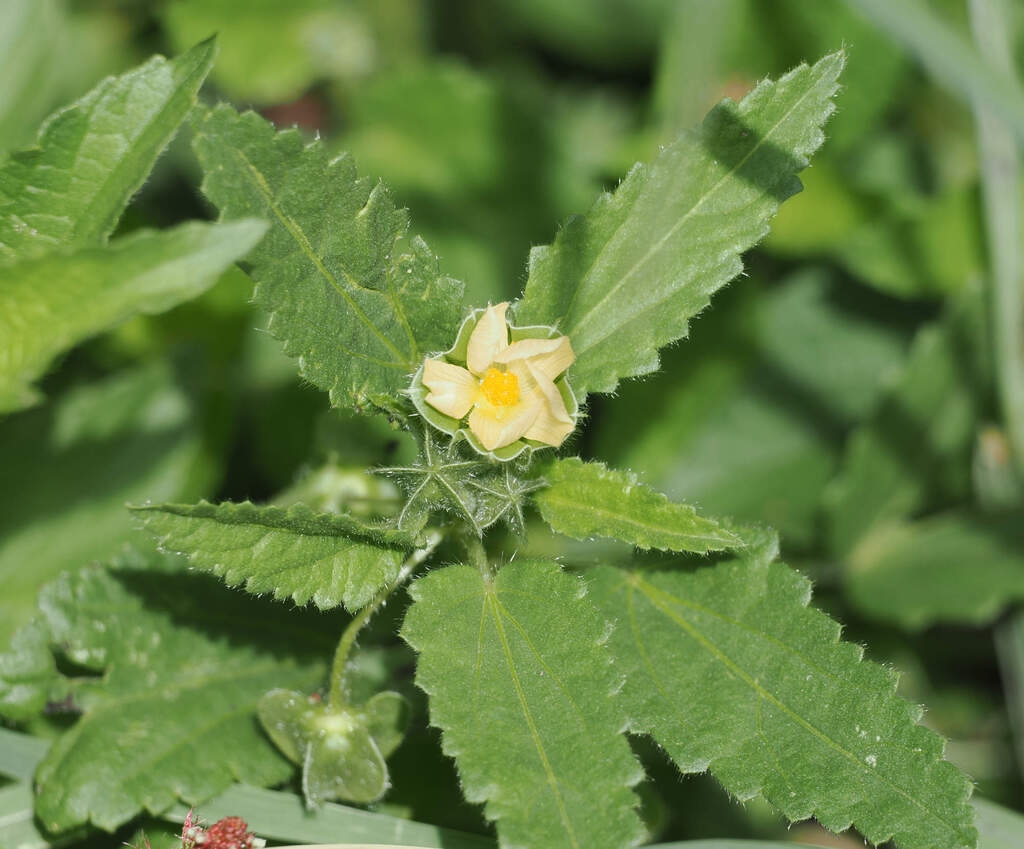 Rhynchosida physocalyx; photograph (c) Wendy McCrady, some rights reserved (CC BY)