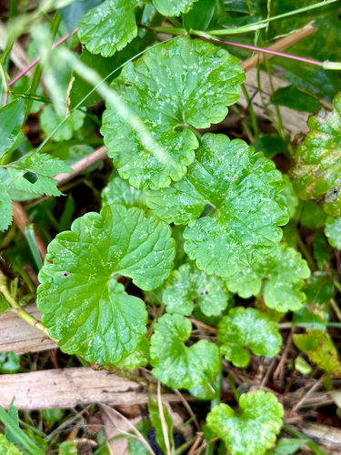 ground-ivy