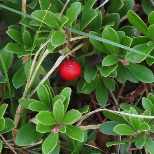 bearberry