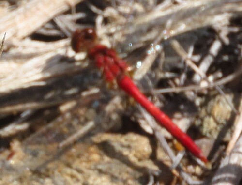 Cherry-faced Meadowhawk