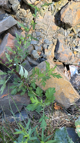 common mugwort