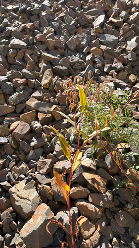 pale smartweed