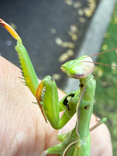 European Mantis