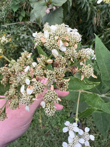 frostweed
