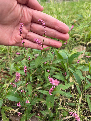 low smartweed