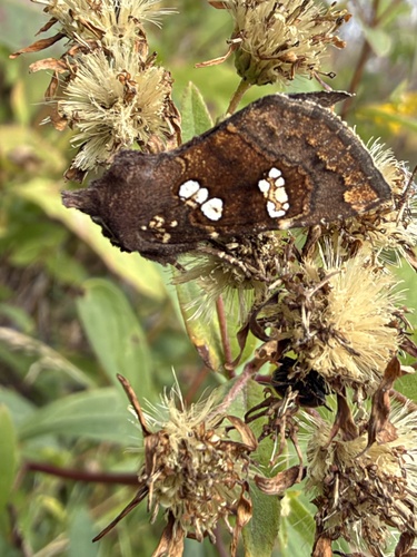 Meadow Rue Borer Moth