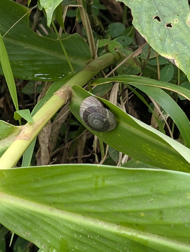 Puerto Rican Tree Snail