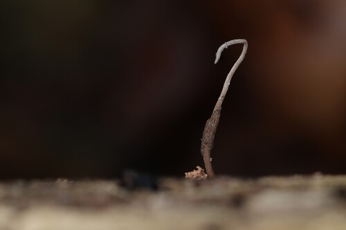 Stylophora observed 2026-09-22