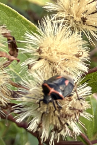 Twice-stabbed Stink Bug