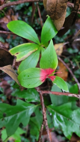 Cucumber Root