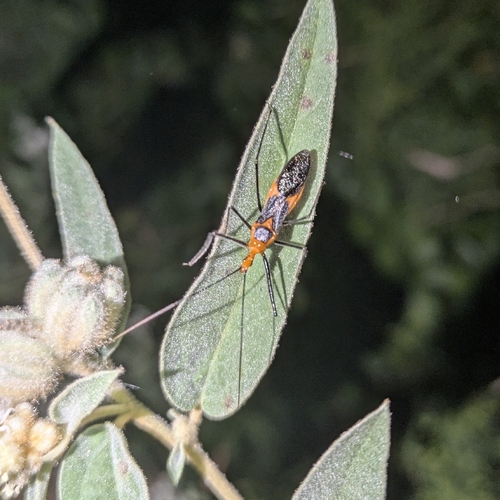 Milkweed Assassin Bug
