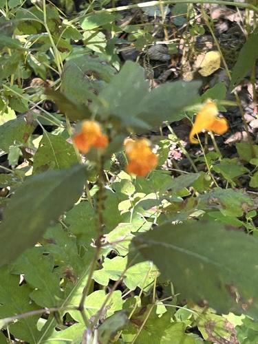 common jewelweed